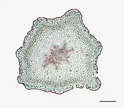Photomicrographie d'une coupe transversale de tige de Psilotum nudum (échelle : 0,525&nbsp;mm).