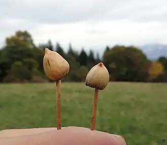 Description de l'image Psilocybe Semilanceata of respectuous people.jpg.