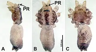Description de l'image Psiloderces penajamensis (10.3897-zookeys.902.38967) Figure 16.jpg.