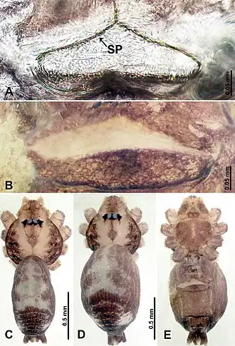 Description de l'image Psiloderces wangou (10.3897-zookeys.902.38967) Figure 24.jpg.