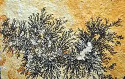 Psilomélane et pyrolusite des carrières de calcaire de Solnhofen, Solnhofen, Franconie, Bavière, Allemagne