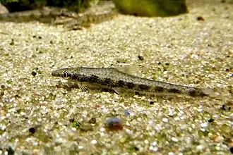 Psilorhynchus sucatio (Psilorhynchidae)