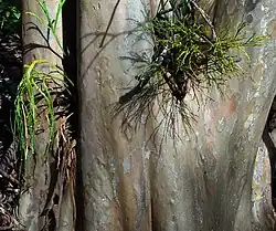 Psilotum nudum (à droite) en compagnie de l'autre espèce du genre, Psilotum complanatum (à gauche), poussant naturellement en épiphyte sur un arbre à Puʻu Kaua (Mont Waiʻanae, Oahu, Hawaï).