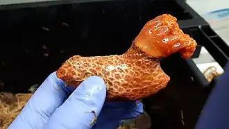 Psolus fabricii tenu en mains, tentacules sortis.