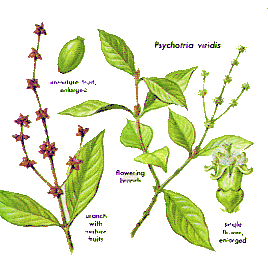 Description de l'image Psychotria viridis.gif.