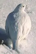Plumage d'hiver (1), Lagopus muta japonica