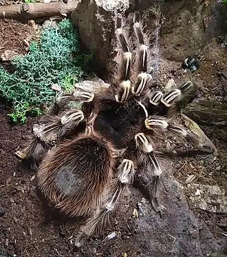 Description de l'image Ptasznik białokolankowy - zoo w Warszawie.jpg.