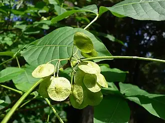Samare de Ptelea trifoliata, (Rutaceae).
