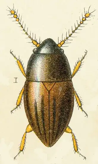 Description de l'image Ptenidium gressneri.jpg.