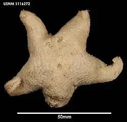 Pteraster affinis (USNM)