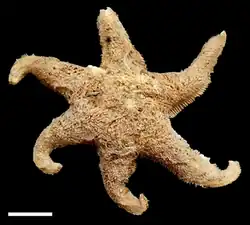 Pteraster flabellifer