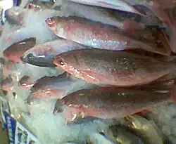 Pterocaesio capricornis.