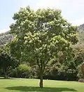 Pterocarpus rotundifolius.