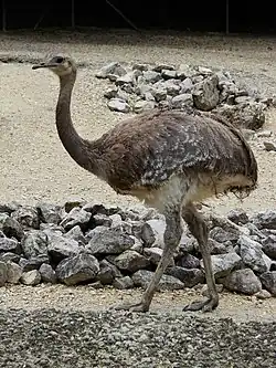 Nandou de Darwin (Rhea pennata)