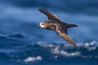 Un Pétrel à face grise