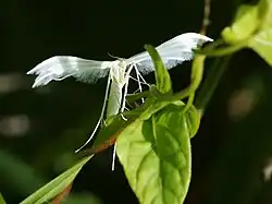 Pterophorus pentadactyla