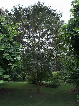 Description de l'image Pterostyrax psylophyllus vue générale.jpg.