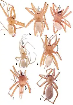 Description de l'image Pterotricha (10.3897-evolsyst.2.29981) Figure 1.jpg.