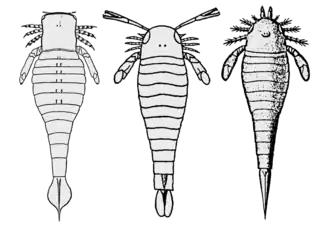 Description de l'image Pterygotioidea.png.