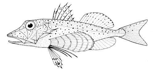 Pterygotrigla picta