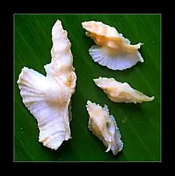 Pterynotus elongatus