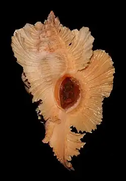 Pterynotus loebbeckei