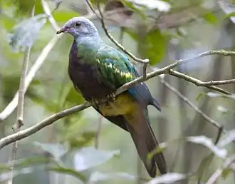 Description de l'image Ptilinopus magnificus -North Queensland, Australia-8 (cropped).jpg.