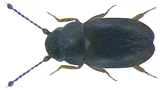 Description de l'image Ptiliolum fuscum (Erichson, 1845) (3232042162).jpg.