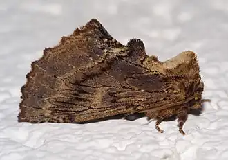 Description de l'image Ptilodon capucina02.jpg.