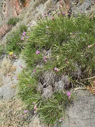 Description de cette image, également commentée ci-après