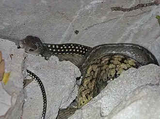 Description de l'image Ptyas carinata 265635961.jpg.