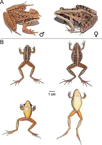Description de l'image Ptychadena neumanni (10.3897-zookeys.1016.59699) Figure 23.jpg.