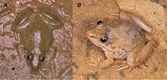 Description de l'image Ptychadena schillukorum (10.3897-zookeys.673.10265) Figure 2.jpg.