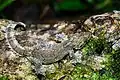 Gecko Ptychozoon lionotum.