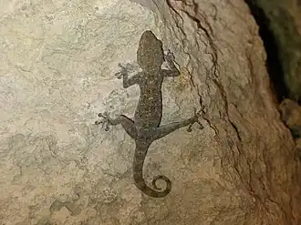 Description de l'image Ptyodactylus oudrii 14986045.jpg.