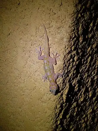 Description de l'image Ptyodactylus ragazzii.jpg.