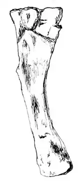 Description de l'image Pube di Dystrophaeus.jpg.