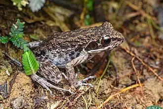 Description de l'image Pulchrana laterimaculata, Side-spotted swamp frog - Bang Lang National Park (50770216202).jpg.