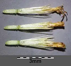 Akènes de pulicaire dysentérique