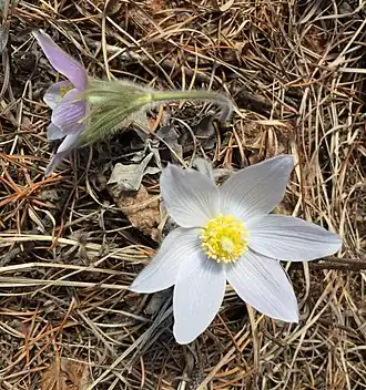 Description de l'image Pulsatilla nuttalliana Manitoba May 2019.jpg.