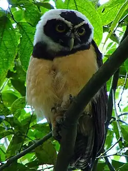 Pulsatrix perspicillata chapmani à Manizales, Caldas, Colombie