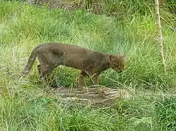 Puma yagouaroundi ou jaguarondi, encore appelé eyra ou chat loutre. On le trouve jusqu'aux confins de la Patagonie.