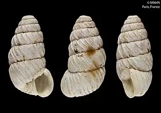 Description de l'image Pupa intersecta (MNHN-IM-2000-30947).jpeg.