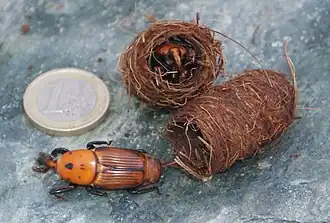Loges de nymphose ouvrées avec des adultes.
