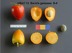 Parépou (Bactris gasipaes).