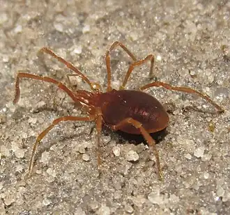 Description de l'image Purcellia argasiformis (10.3897-subtbiol.36.60162) Figure 1 (cropped).jpg.