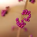 Fruits (variété « Early amethyst »)