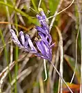 Plante herbacée Burmannia à fleurs mauves