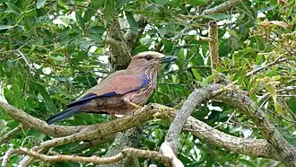 Coracias naevius