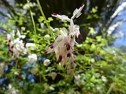 Fumeterre grimpante.